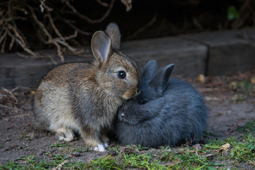 Naklejka na ściany i meble close up portrait of a twins of an adorable bunnies resting on green grass field near the wooden garden ledge under the shade cleaning each other fur