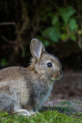 close up portrait of an adorable brown bunny resting on green grass field near the concrete garden ledge under the shade