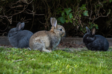 three cute bunnies with three different colour resting on green grass field near the garden 