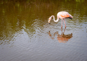 Flamingo in pond in Isla Isabela of the Galapagos Islands