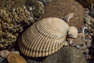 close up of a piece of white seashell with dense ridges on the surface under the sun among the...