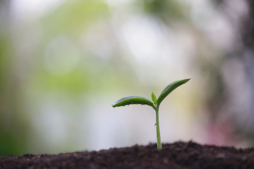 small tree sapling plants planting with dew