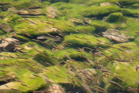 Brook trout on the surface of the water