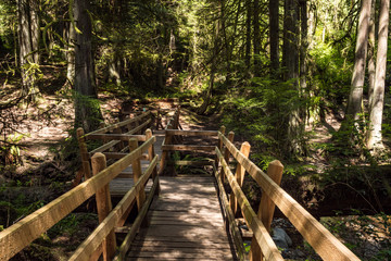 wooden bridge inside forest surrounded by dense trees and bushes with sunlight hitting the surface through the foliage