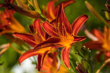 Obraz premium close up of beautiful orange lily flowers with long stamens blooming under the sun with green background