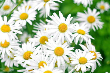 Lot blooming flower of white daisy on green field. Bright flower background. 