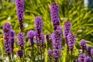 Fototapeta premium close up of many purple liatris flowers blooming in the field with blurry green background