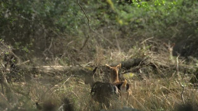Fallow deers animals running away in the woods