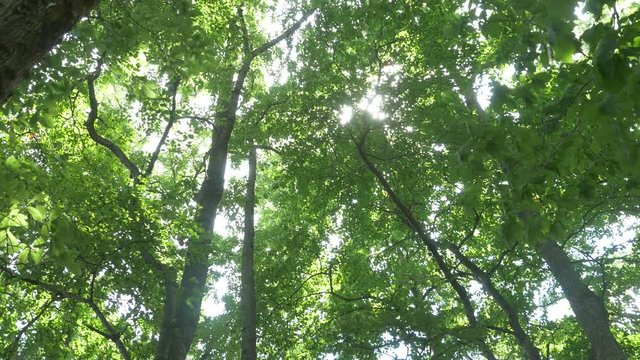 tree in forest