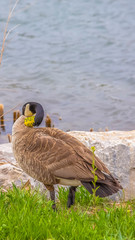 Vertical tall Brown duck standing on the grassy and rocky shore of a rippling lake