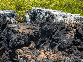 Blue-footed booby and penguins in Galapagos Islands
