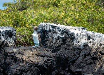 Blue-footed booby in Galapagos Islands