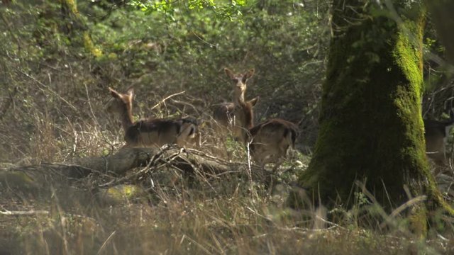 Group of fallow deer animals running away in the woods