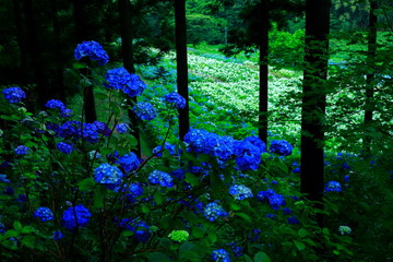 もりに咲く紫陽花