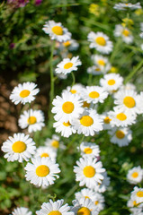 Fototapeta premium Beautiful daisies on the field on a sunny summer day.