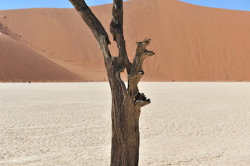 Dead forest in the African desert. Namibia. Sossusvlei.