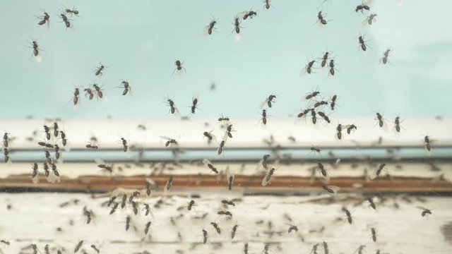 Footage showing flying ants on a window pane.  Multiple insects all moving around the window.