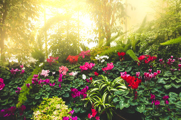 flowers in the garden