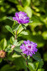 Violet flower
