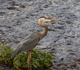 great blue heron
