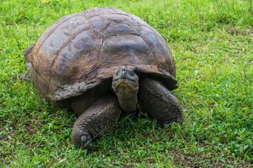 Giant land tortoise in Galapagos Islands