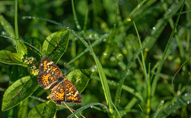 Phaon Crescent on Morning Dew Covered Grass at Lake Seminole Park, Florida #2