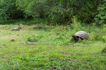 Naklejka premium Giant land tortoise in Galapagos Islands