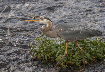 great blue heron catching a fish 