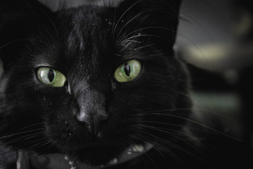 portrait of a black cat
