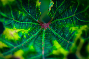 Green leaf texture and background. Selective focus.