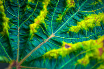 Green leaf texture and background. Selective focus.