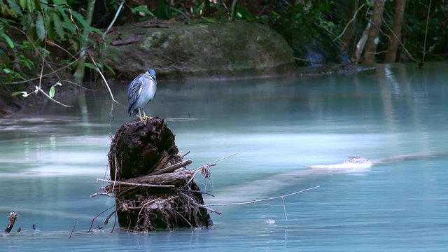 Beautiful kingfisher on Erawan cascade waterfall. Kanchanaburi National Park, Thailand. Amazing tropical bird cleaning feathers on stone above turquoise water in habitat. Forest riverside. Lush jungle