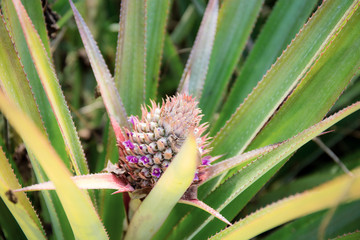 Fototapeta premium Pineapple are growing on tree.