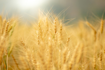 Wheat crop field. Ears of golden wheat close up. Ripening ears of wheat field background. Rich harvest Concept.