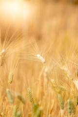 Wheat crop field. Ears of golden wheat close up. Ripening ears of wheat field background. Rich harvest Concept.