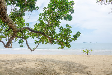 Sand beach with tree