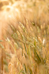 Wheat crop field. Ears of golden wheat close up. Ripening ears of wheat field background. Rich harvest Concept.