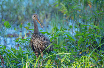 Limpkin Looking for Apple Snails at Lake Seminole Park, Florida