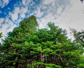 Obraz premium Large trees in the wilderness