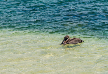 Pelican in water in Galapagos Islands