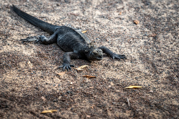 Black iguana in Galapagos Islands