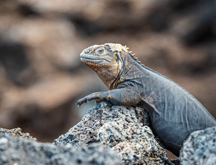 Iguana on rock in Galapagos Islands