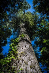 Fototapeta premium Gran Arbol