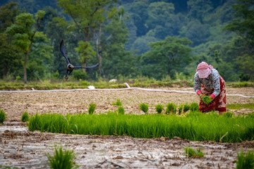 Kathmandu, Nepal - June 30 2019: Nepali farmers ploughing field during National Paddy Day in Nepal