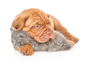 Mastiff puppy embracing sleeping kitten. isolated on white background