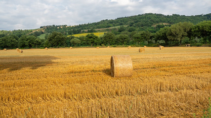 Fototapeta premium Freshly rolled hay bales in a field in Tuscany Italy. Golden and relaxing contest. Summer season
