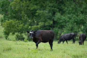 Angus in lush pasture with trees