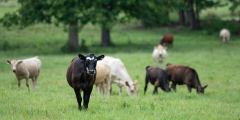 Naklejka na ściany i meble Banner black and white heifer with herd