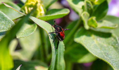 Beetle climbing on a plant in the garden.