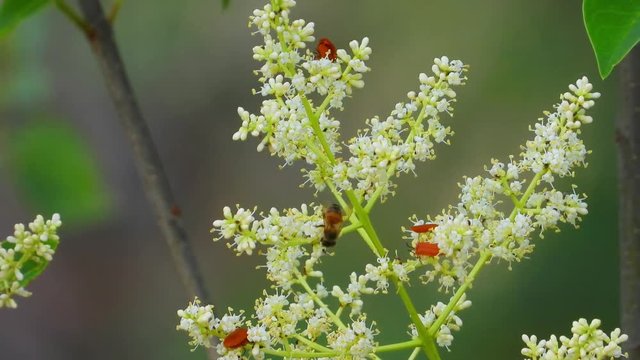 Multiple Arizona leaf winged beetle's and honey bee on flowery tree limb.